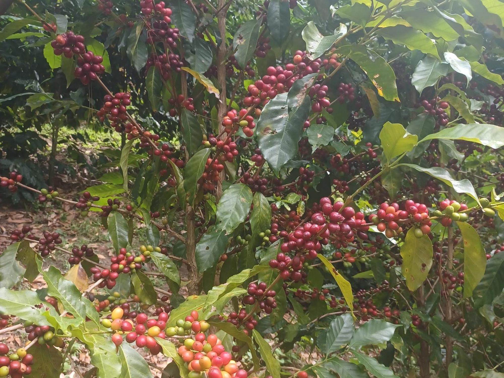 Finca Magdalena Eco Lodge Balgue 外观 照片